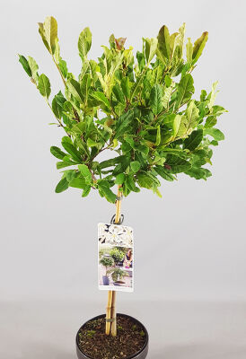 Sternmagnolia auf Stamm