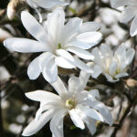 Magnolia Stellata auf Stamm