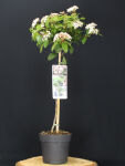 Viburnum tinus