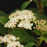 Viburnum tinus