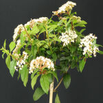 Viburnum tinus