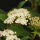 Laurustinus, laurustinus viburnum, or laurestine