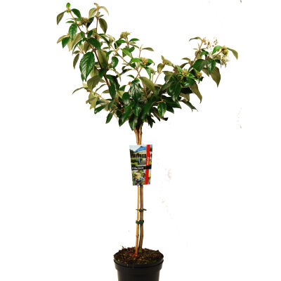 Eskimo Viburnum