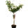Eskimo Viburnum