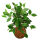 Eskimo Viburnum