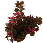 weigela