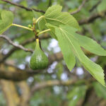 Ficus carica Brown Turkey