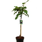 Ficus carica Brown Turkey