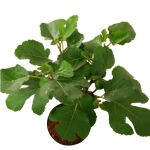 Ficus carica Brown Turkey