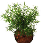 rosemary