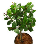 bay laurel