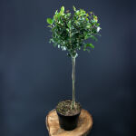 Stechpalme aquifolium  Alaska auf Stamm