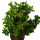 Ilex aquifolium  Alaska