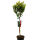 Stechpalme aquifolium  Alaska auf Stamm