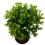 Japanese holly  green hedge