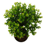 ilex crenata green hedge