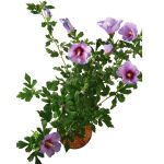 rose of Sharon