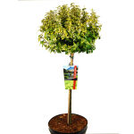 Euonymus japonicus Marieke