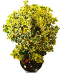 Euonymus japonicus Marieke