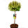 Euonymus japonicus Marieke