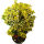 Euonymus japonicus Marieke