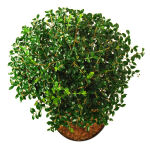 Delavay privet