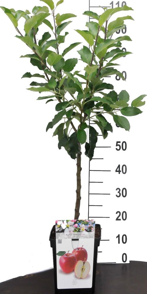Zwergobstbaum Apfel Elstar, 21,00