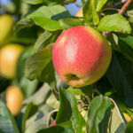 Malus domestica Elstar