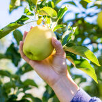 Zwergobstbaum Apfel Golden delicious