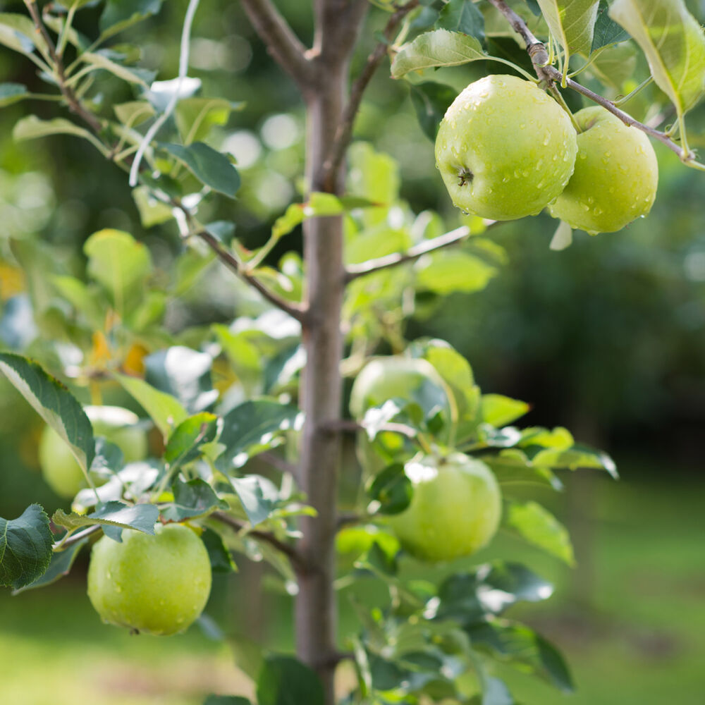 Zwergobstbaum Apfel Granny Smith, 23,10 €