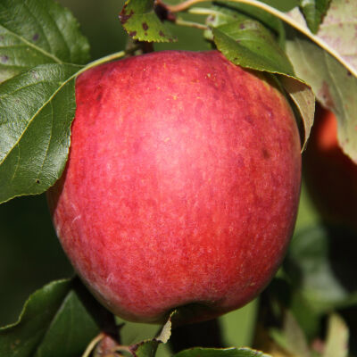 Malus domestica Rode Boskoop