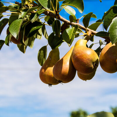 Pyrus communis Conference