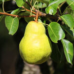 Pear