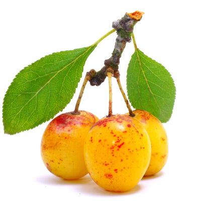 Zwergobstbaum Pflaume Mirabelle de Nancy