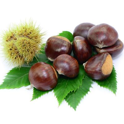 sweet chestnut