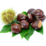 Castanea sativa