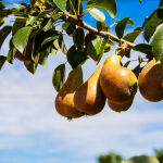 Pyrus communis Condo