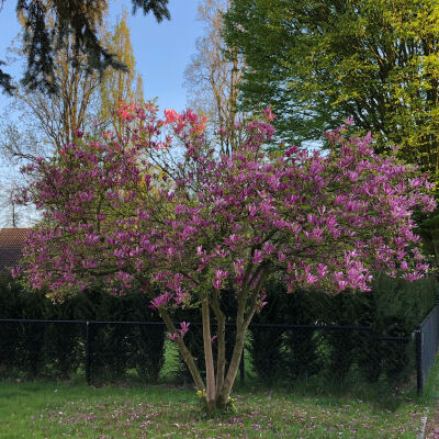 Purpur Magnolie - 40cm