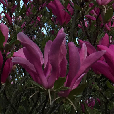 Susans magnolia