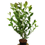 Purpur Magnolie - 20-25cm