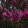 magnolia liliiflora susan
