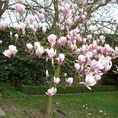 Tulpen Magnolie - 20-25cm