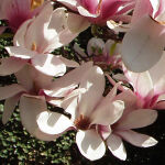 Tulpen Magnolie
