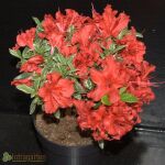 Torch azalea Hot Shot Variegata