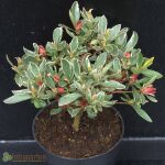 Japanische Azalee Silver Sword  Variegata