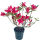 Rhododendron obtusum Silver Sword Variegata