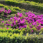 Rhododendron obtusum Geisha Purple