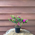 Rhododendron obtusum Geisha Purple
