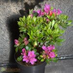 Torch azalea Geisha Purple