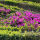 Rhododendron obtusum Geisha Purple